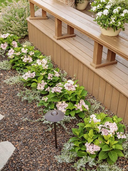 Hydrangea Tuff Stuff in landscape_Proven Winners Hydrangea Tuff Stuff in landscape_Photo courtesy of Proven Winners