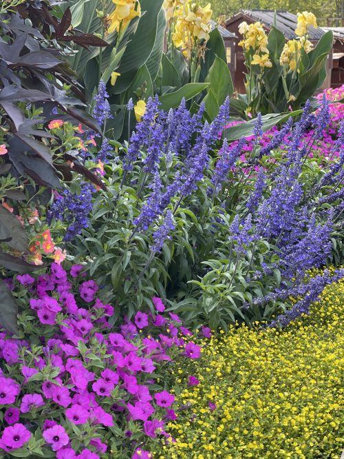 Rockin’ Playin’ the Blues salvia