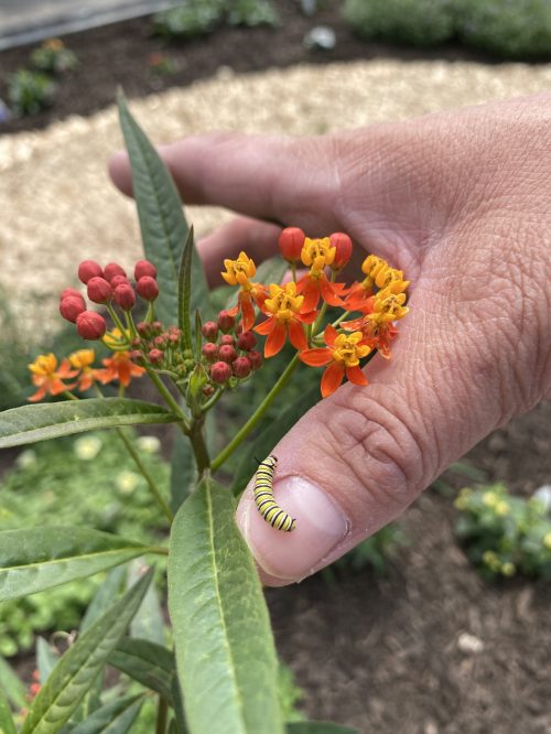 Monarch Caterpillars