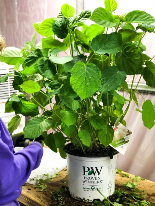 Trimming plant Plant getting ready to ship