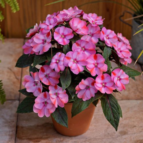 IMPATIENS SUNPATIENS COMPACT PINK CANDY IMPATIENS SUNPATIENS