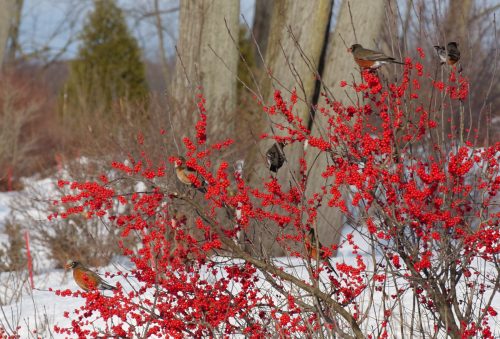 Ilex verticillata Berry Poppins w birds_Spring Meadow web Robins enjoying Berry Poppins® winterberries. Photo courtesy of Spring Meadow Nursery.