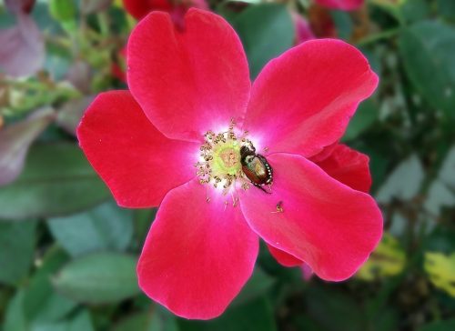 Japanese-beetle-on-roses_stock-photo Japanese-beetle-on-roses_stock-photo