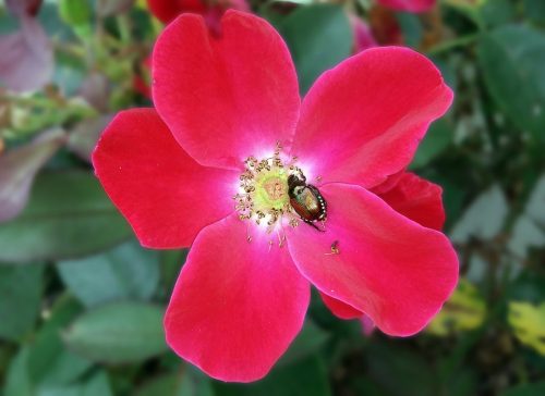 Japanese-beetle-on-roses_stock-photo