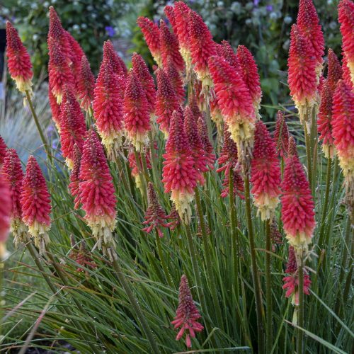 KNIPHOFIA PYROMANIA ROCKETS RED GLARE RED HOT POKER