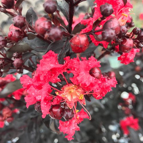 LAGERSTROEMIA CENTER STAGE RED CRAPEMYRTLE