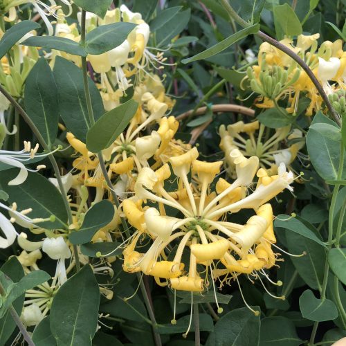 LONICERA SCENTSATION HONEYSUCKLE