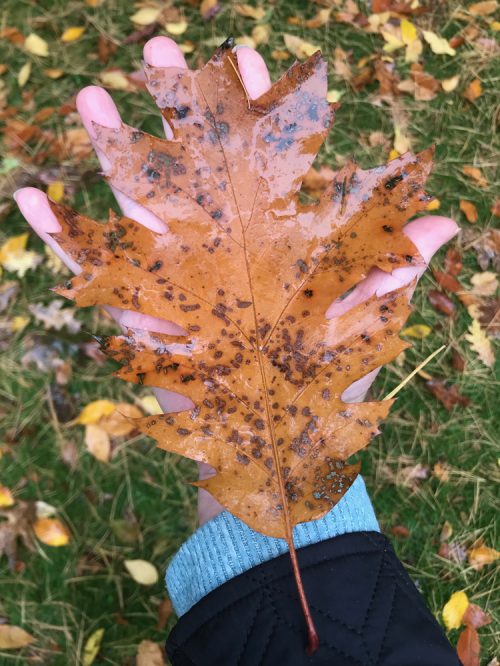 Large red oak leaf_Susan Martin