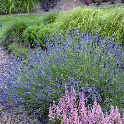 Lavandula_PHENOMENAL_lavender_wg_lavph_01