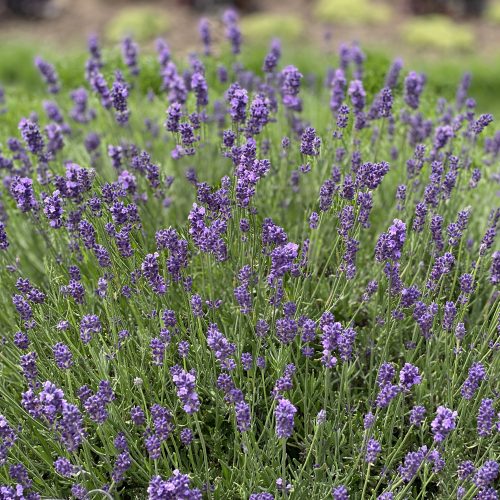 Lavandula_sweet_romance_lavender_gc_lavsr_04