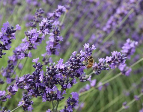 Photo of Lavender with bee