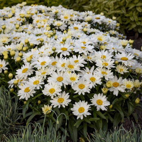 Leucanthemum_Spoonful_of_Sugar_shasta_Daisy_wg_leusf_01