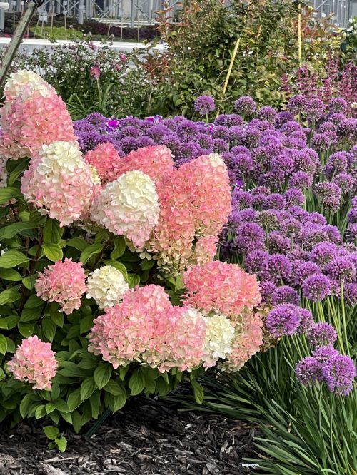 LITTLE LIME PUNCH Hydrangea - Shrub