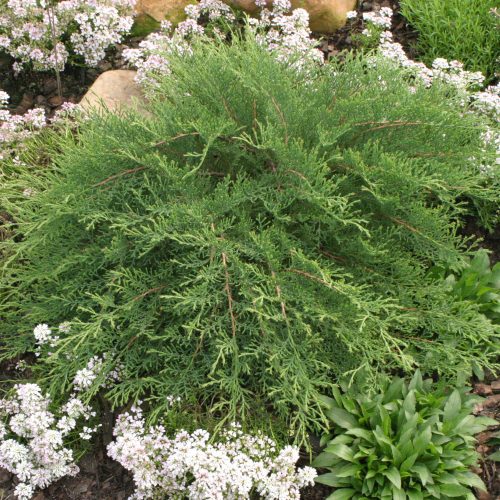 MICROBIOTA CELTIC PRIDE SIBERIAN CYPRESS