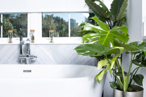 Monstera bath scene_Proven Winners Photo Courtesy of Proven Winners