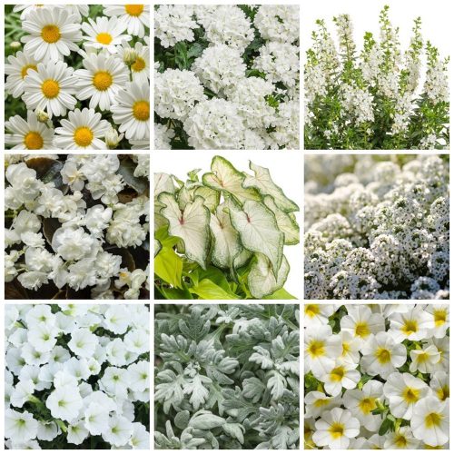 Moon Garden Annuals Composite moon garden annuals