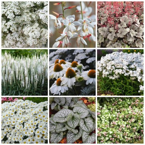 Moon Garden Perennial Composite moon garden perennials