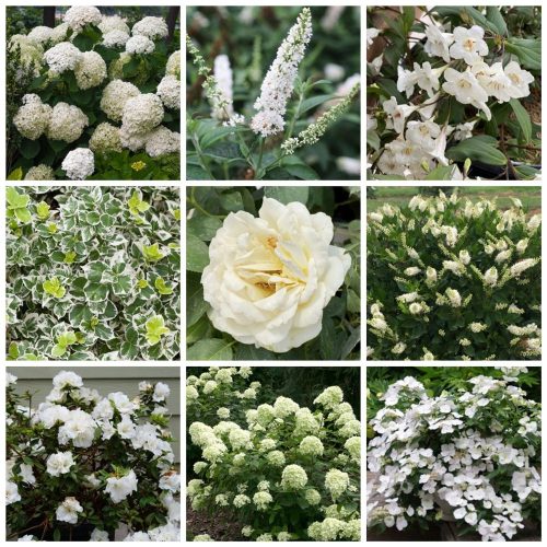 Moon Garden Shrub Composite moon garden shrubs
