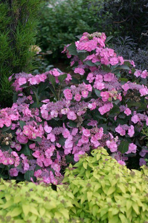 Courtesy of Proven Winners ColorChoice Shrubs