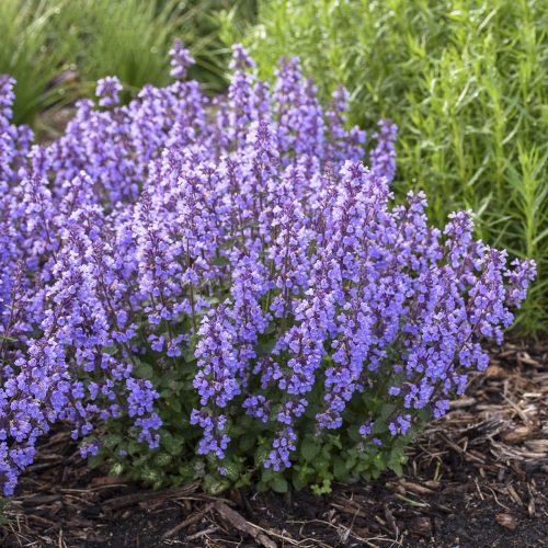 NEPETA CATS PAJAMAS CATMINT