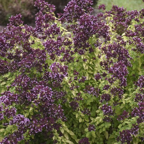 Origanum_Drops_of_Jupiter_ornamental_oregano_wg_ORIDJ_01