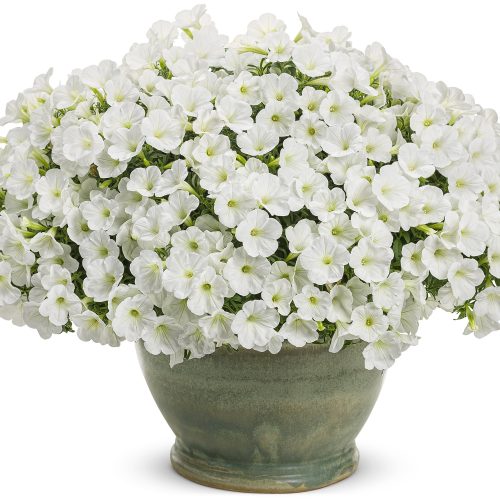 PETUNIA SUPERTUNIA MINI VISTA WHITE PETUNIA