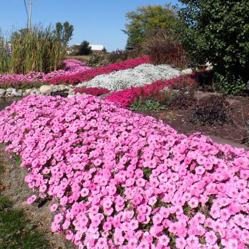 PETUNIA SUPERTUNIA VISTA BUBBLEGUM PETUNIA