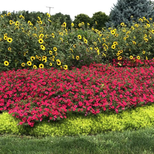 PETUNIA_SUPERTUNIA_VISTA_PARADISE_PETUNIA_GC_PETVP_08 PETUNIA SUPERTUNIA VISTA PARADISE PETUNIA