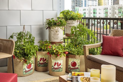 PH veg in containers_Proven Winners PH veg in containers_Proven Winners