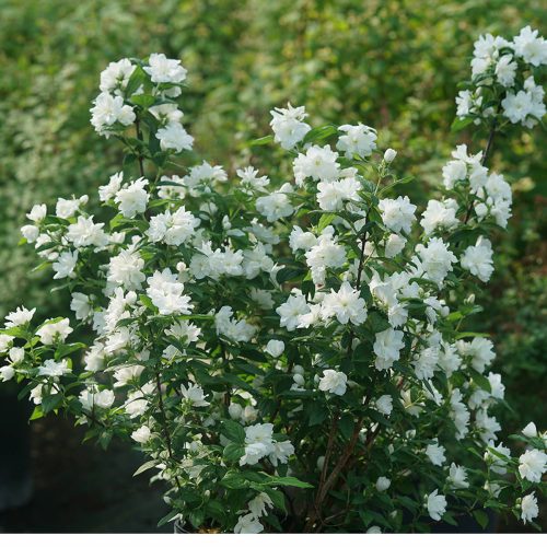 PHILADELPHUS ILLUMINATI ARCH MOCK ORANGE