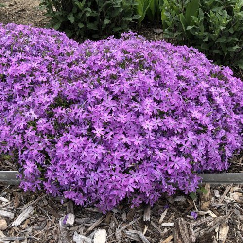 PHLOX BEDAZZLED PINK CREEPING PHLOX