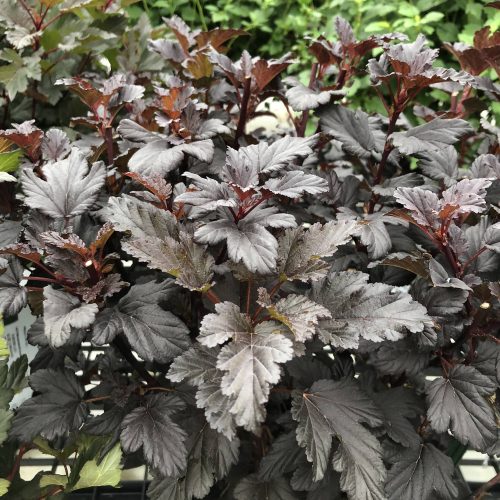 PHYSOCARPUS_SUMMER_WINE_BLACK_NINEBARK_GC_PHYWB_01 PHYSOCARPUS SUMMER WINE BLACK NINEBARK