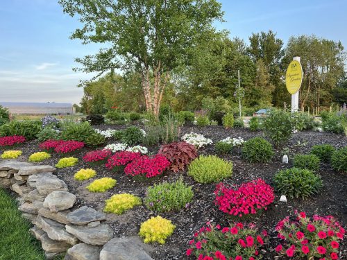 Paint the Town Red Dianthus