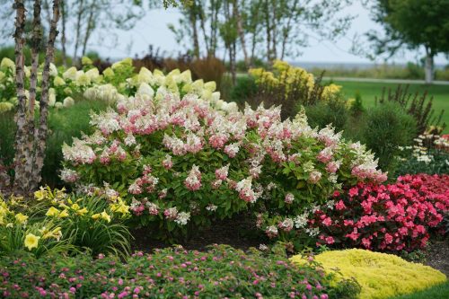 Panicle-Hydrangea-paniculata-Pinky-Winky-Mackinac-landscape_PW