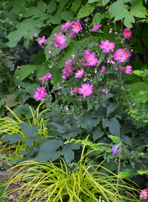 Perennial color contrast example_Susan Martin Perennial color contrast example_Susan Martin