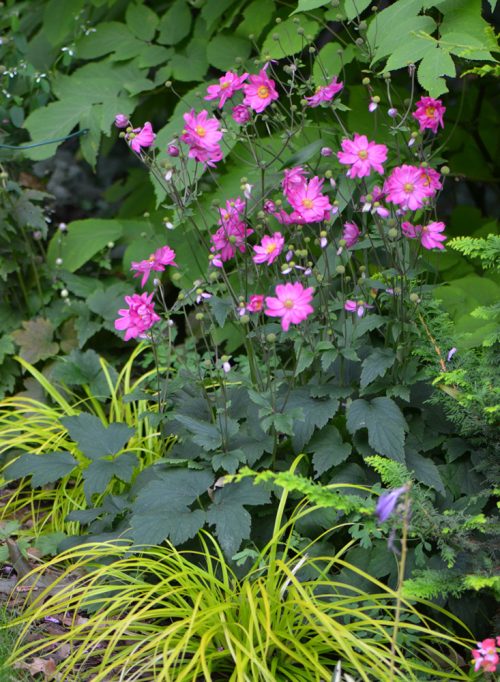 Perennial color contrast example - Photo courtesy of Susan Martin