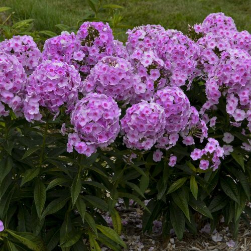 Phlox_Luminary_Opalescence_Tall_garden_phlox_wg_phlol_02