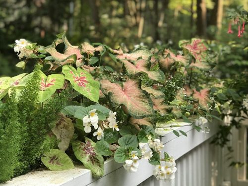 Planting caladiums too early_Susan Martin