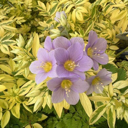 polemonium golden feathers