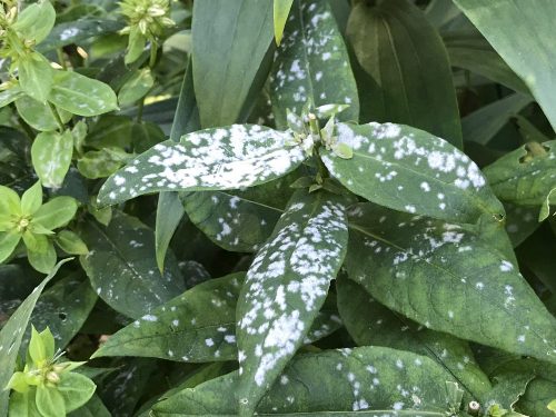 Powdery-mildew-on-phlox-foliage_Susan-Martin