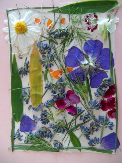 Pressed Flowers