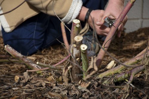 Pruning Hibiscus down_Walters Gardens Pruning Hibiscus down_Walters Gardens