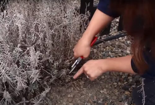 Photo of pruning lavender