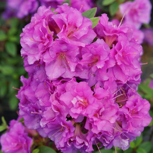 RHODODENDRON PERFECTO MUNDO DOUBLE PURPLE REBLOOMING AZALEA