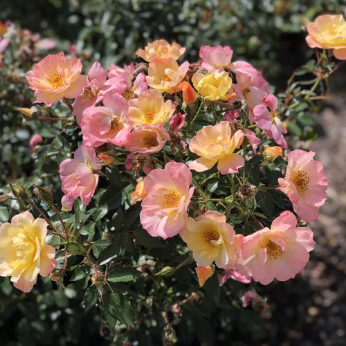 ROSA OSO EASY ITALIAN ICE ROSE LANDSCAPE