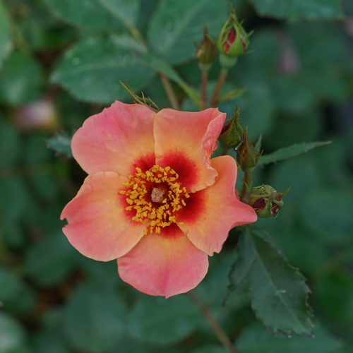 ROSA RINGO ALL STAR ROSE LANDSCAPE