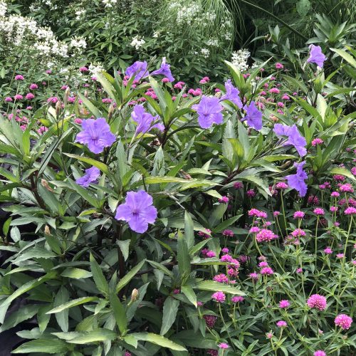 RUELLIA MACHU MORADO MEXICAN PETUNIA