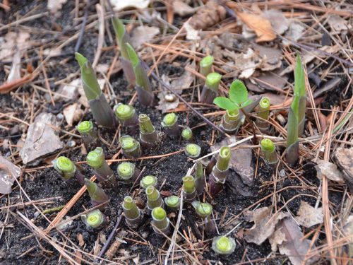 Rabbit damage on emerging hostas_Susan Martin