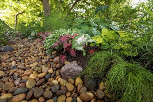 Rain Garden detail_Proven Winners Rain Garden detail_Proven Winners