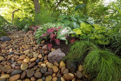 Rain Garden detail_Proven Winners